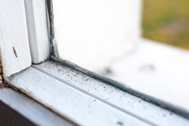 Best Basement Mold Removal  in Saranac, MI